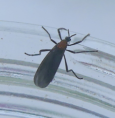 Plecia ruficollis