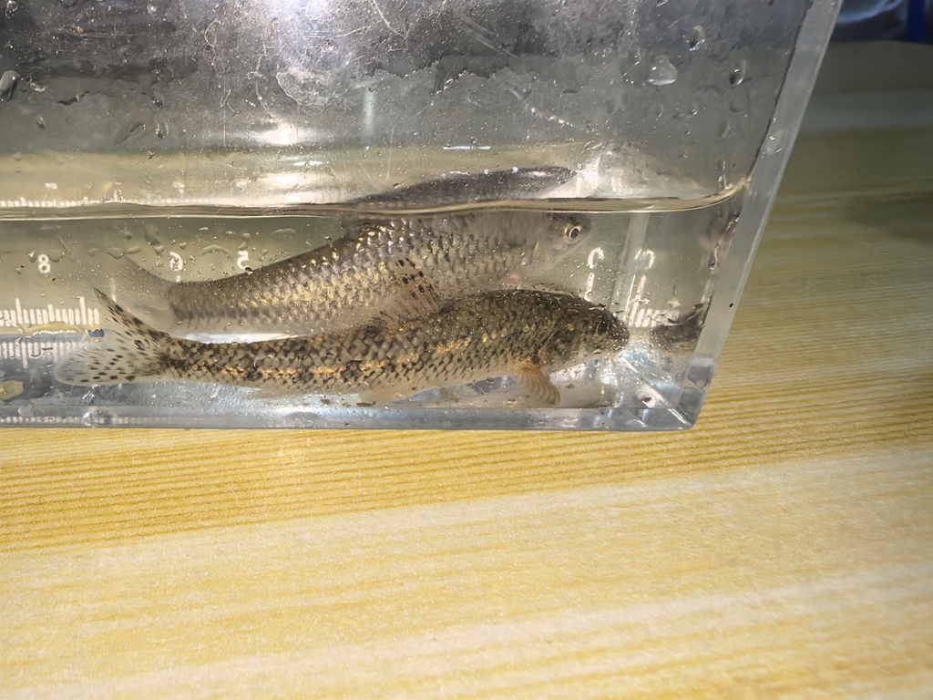 Tumen River Gudgeon
