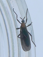 Plecia ruficollis