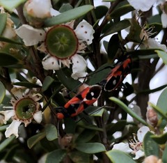 Melanerythrus mactans