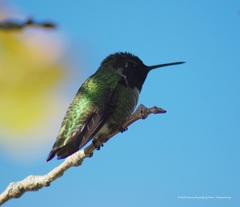Calypte anna