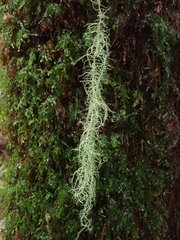 Usnea angulata