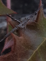 Vandiemenella viatica