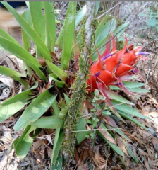 Tillandsia imperialis