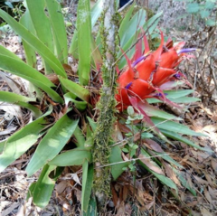 Tillandsia imperialis