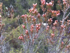 Epacris glabella