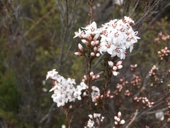 Epacris glabella