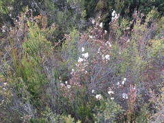 Epacris glabella