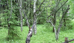 Betula pendula carelica
