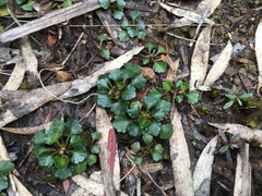 Viola serpentinicola
