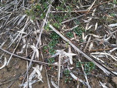 Viola serpentinicola