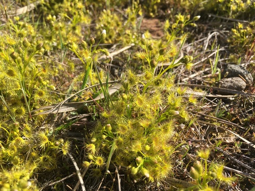 Drosera hookeri (Drosera hookeri)