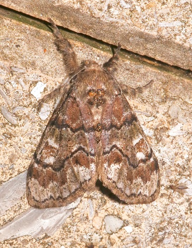 Manto Tussock Moth photo 5