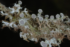 Heterodermia echinata