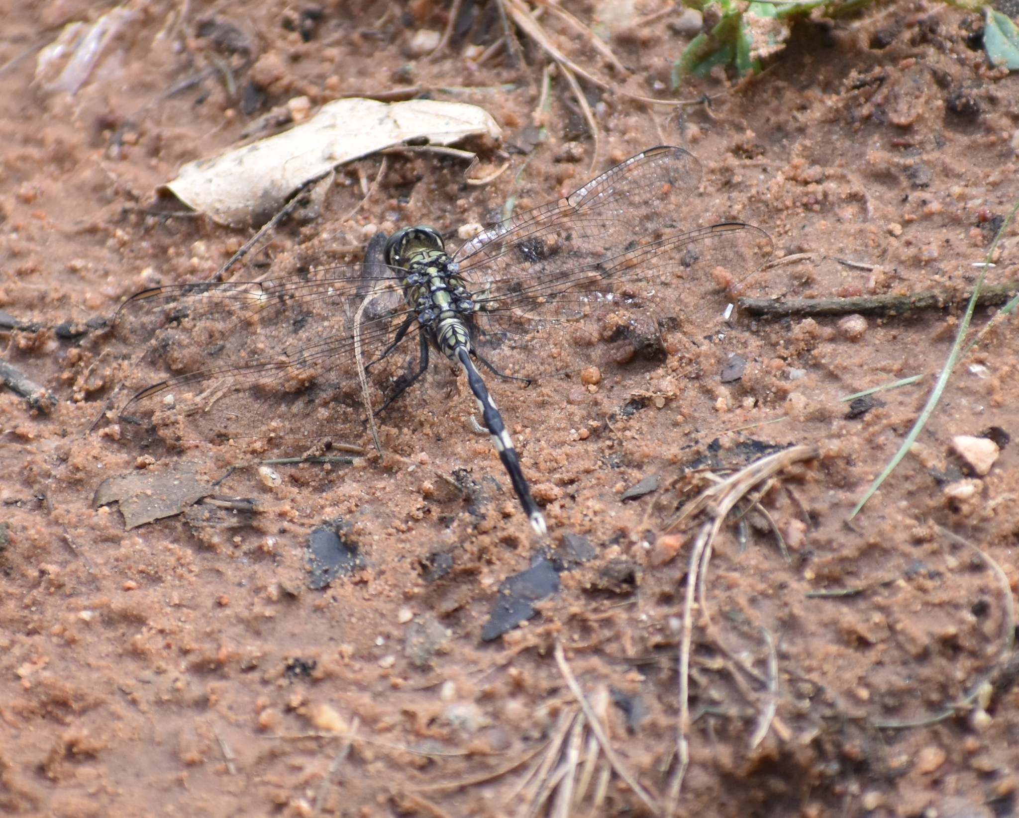 Slender Skimmer