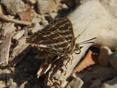 Cigaritis acamas