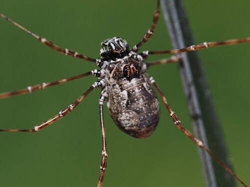 Megabunus vignai
