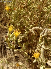 Chiliadenus iphionoides