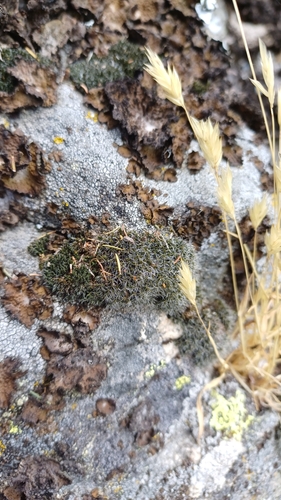 Grimmia decipiens observed 2025-07-20