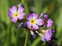 Primula auriculata