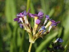 (c) Louis Aureglia, some rights reserved (CC BY) Primula auriculata, photograph (c) Louis Aureglia, some rights reserved (CC BY)
