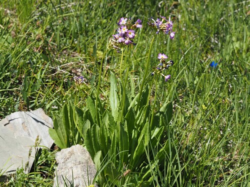 Primula auriculata, photograph 5