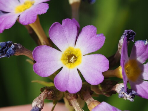 Primula auriculata, photograph 6