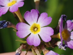 Primula auriculata, photograph (c) Louis Aureglia, some rights reserved (CC BY)