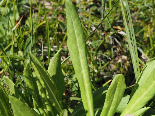 Primula auriculata, photograph 4