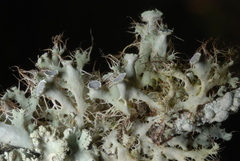 Heterodermia echinata