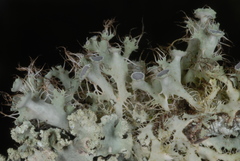 Heterodermia echinata