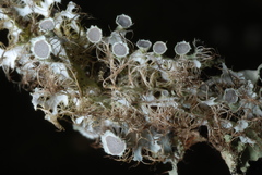 Heterodermia echinata
