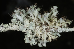 Heterodermia echinata
