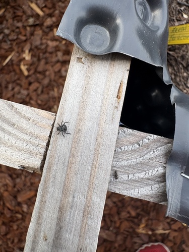 Halyomorpha halys