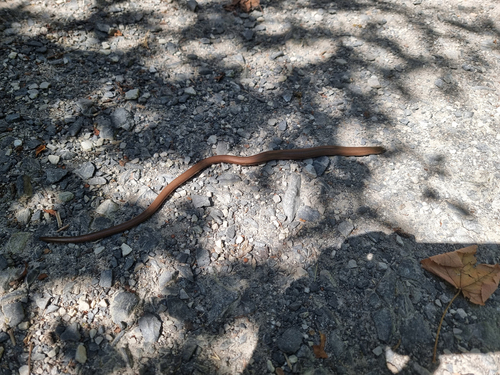 Westliche Blindschleiche