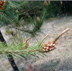 Pinus greggii
