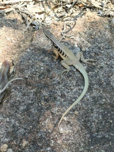 Marked Madagascar Swift, Oplurus saxicola