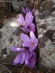Colchicum feinbruniae