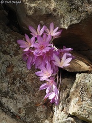 Colchicum feinbruniae