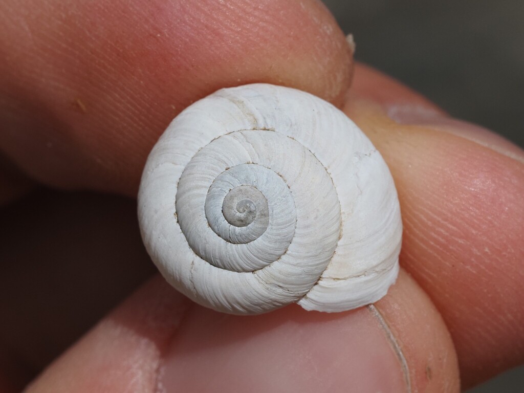 Delphinatia fontenillii alpina
