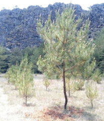 Pinus greggii