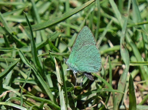 Hawaiian Blue photo 5