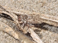 Anabarhynchus nebulosus