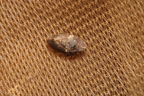 Tettigometra griseola