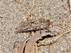 Anabarhynchus nebulosus