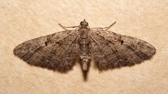Eupithecia pusillata