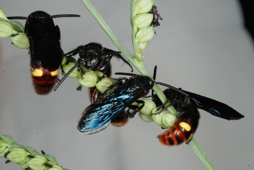 Blue-winged Scoliid Wasp