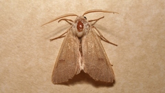 Pseudenargia ulicis