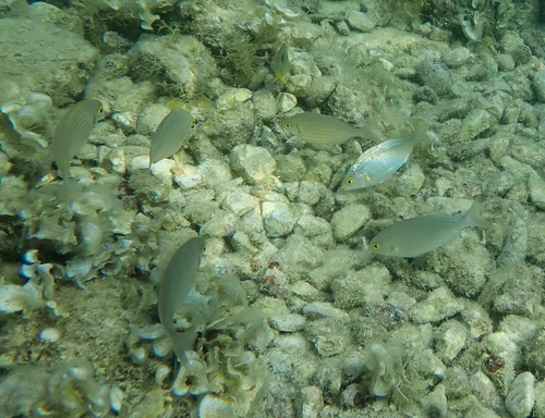 Salpa (Sarpa salpa)