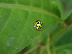 Chiridopsis bowringii